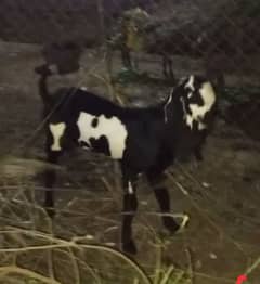 price call py mil jye gi nagri goats 2 or 2 Amarsari kali dabi or kali