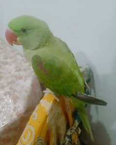 green raw parrot