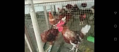 Urgent sale Lohman Breeder Cock & Desi Eggs