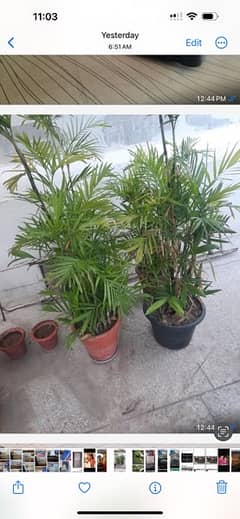 plants