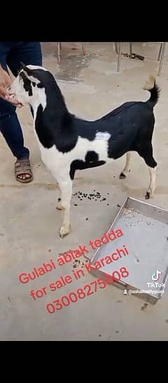 Gulabi ablak tedda bakra