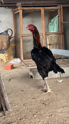 Thai Male Age 1 year  Full health active black nok nali