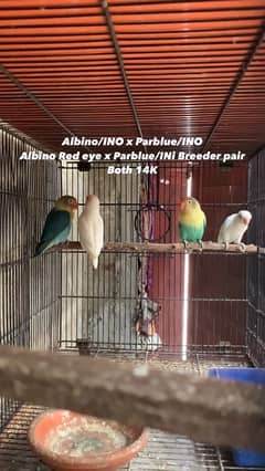 Cage & Lovebirds Breeder Pairs