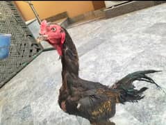 Aseel miamwali breeder Aseel and 3 murgi  price 15000 and Fancy 5000