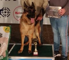 GSD pink pedigree brider female