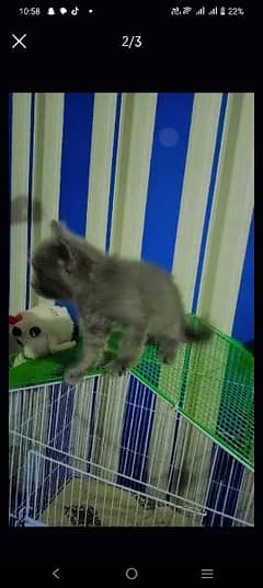 a Persian cat for sell age 3 to 4 month