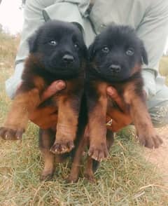 German Shepherd double coat male female pair 2 month for sale