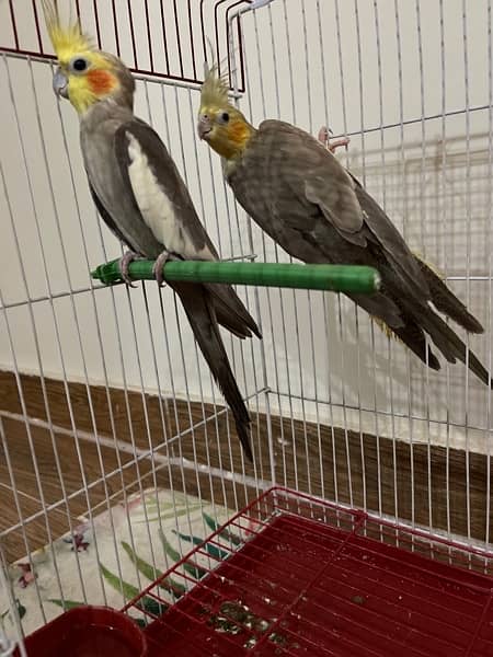 cockateil breading pair for sale 1