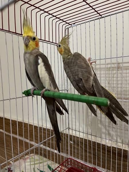 cockateil breading pair for sale 2