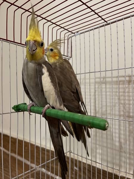 cockateil breading pair for sale 3