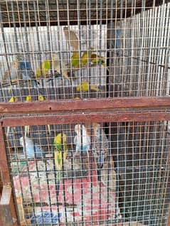 Australian Parrot for Sale  03084902326