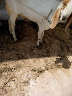 Goat Pair selling ( kamoori nasal)