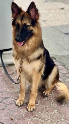 German shepherd long coat female