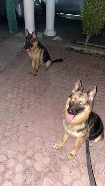 German shepherd long coat female 1