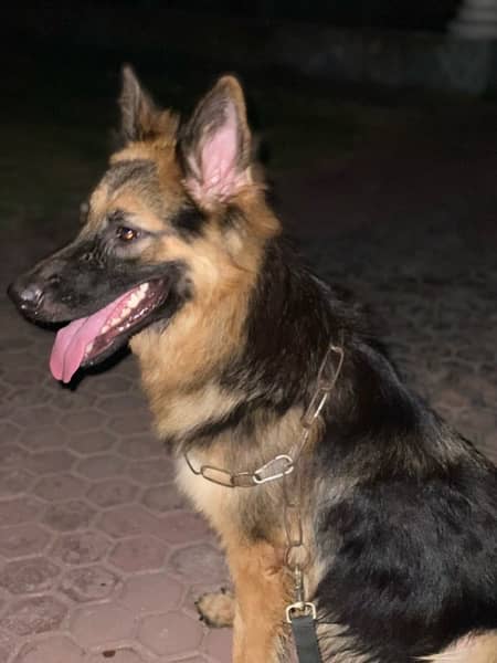 German shepherd long coat female 2