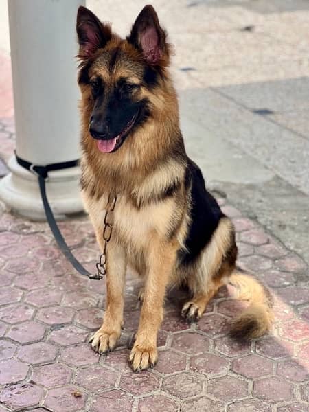 German shepherd long coat female 3