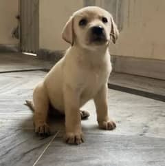 labrador 100 percent pure cute female dog