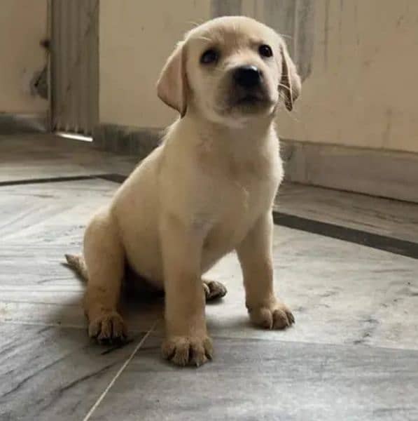 labrador 100 percent pure cute female dog 0