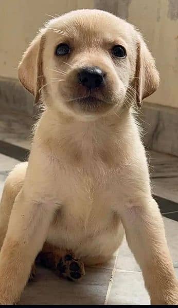 labrador 100 percent pure cute female dog 1