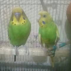 parrots  stalian pair