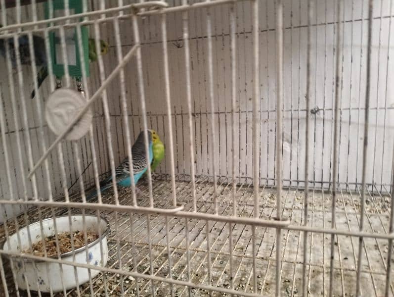 Australian Budgies 3