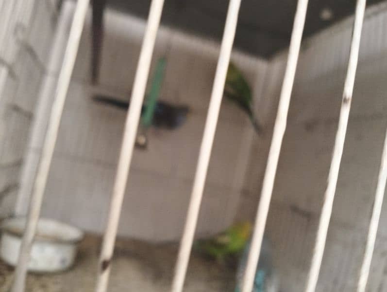 Australian Budgies 4