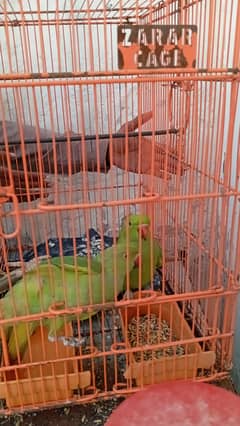 Green Parrot Pair for sale