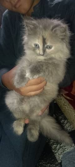 Activite Cat Good Condition 0