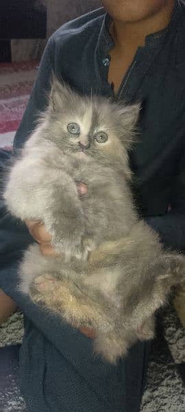 Activite Cat Good Condition 1