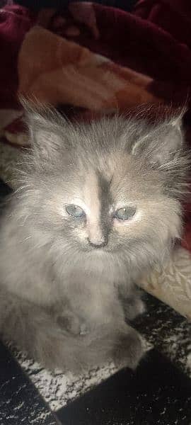 Activite Cat Good Condition 4