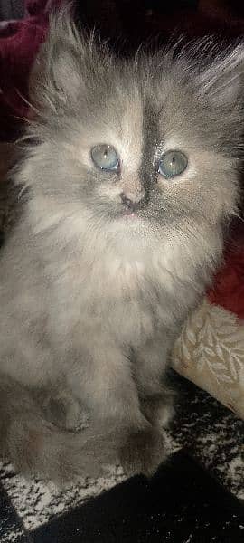 Activite Cat Good Condition 5