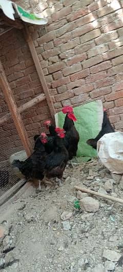 Black Autralorp hens