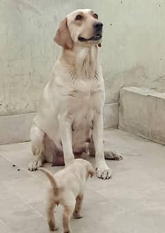 Labrador female for sale 30