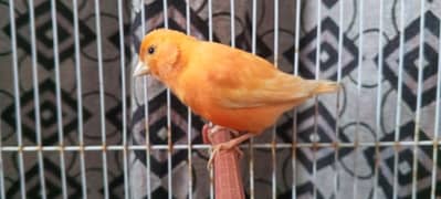 Singing canary