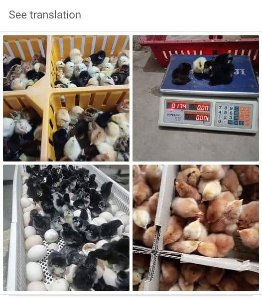 Desi / Golden misri / Australop / Rir / Broiler 0