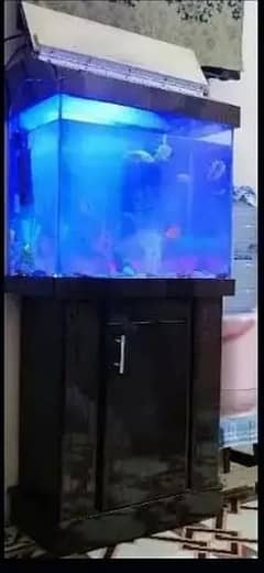 Fish Aquarium 0