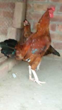 hen