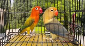 READY TO BREED BREEDER PAIR LOVEBIRD HEALTY AND ACTIVE