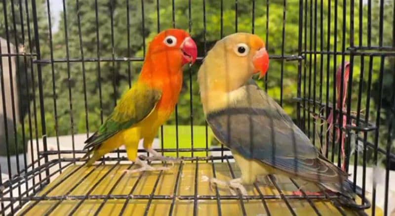 READY TO BREED BREEDER PAIR LOVEBIRD HEALTY AND ACTIVE 0