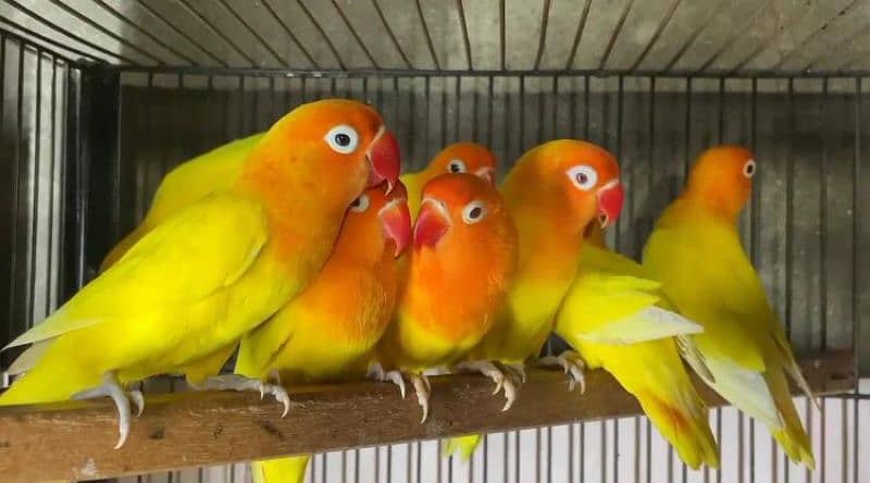 READY TO BREED BREEDER PAIR LOVEBIRD HEALTY AND ACTIVE 2