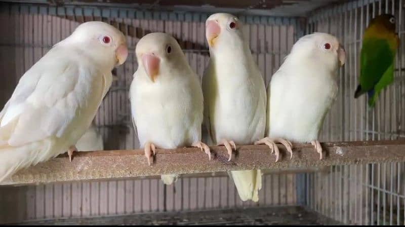 READY TO BREED BREEDER PAIR LOVEBIRD HEALTY AND ACTIVE 3