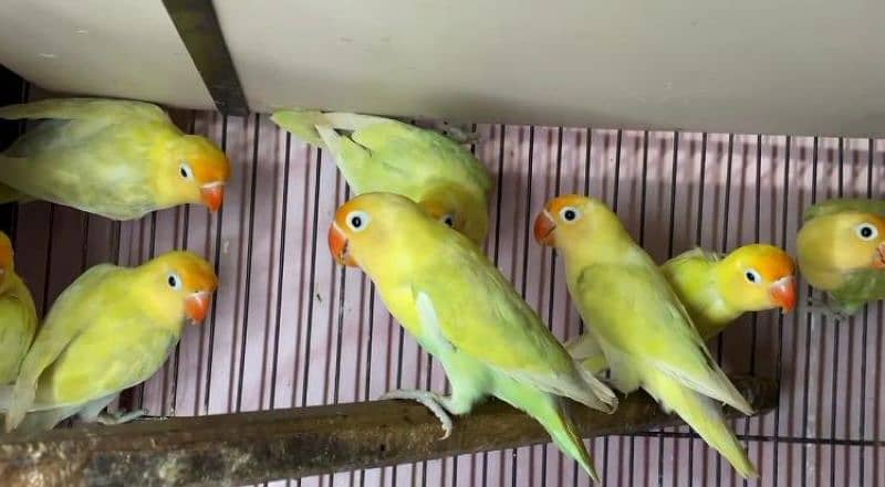 READY TO BREED BREEDER PAIR LOVEBIRD HEALTY AND ACTIVE 5