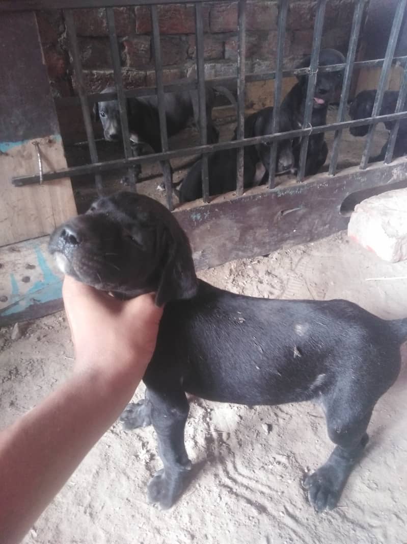 pure bully babys for sale number 03285998839 12