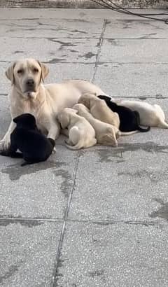 I want to sale Labrador puppies