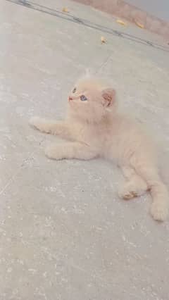 Persian triple coat male kitten