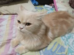 Ginger colour Persian Cat