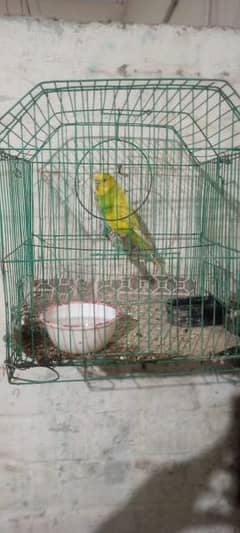 Australian parrot for sale bilkul OK hai breeding pair hai