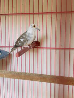 diamond dove pied