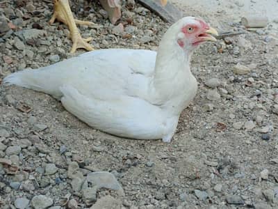 heera aseel white aseel paper white heera madi