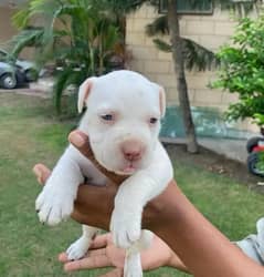 Pittbull Female | pitbull best quality